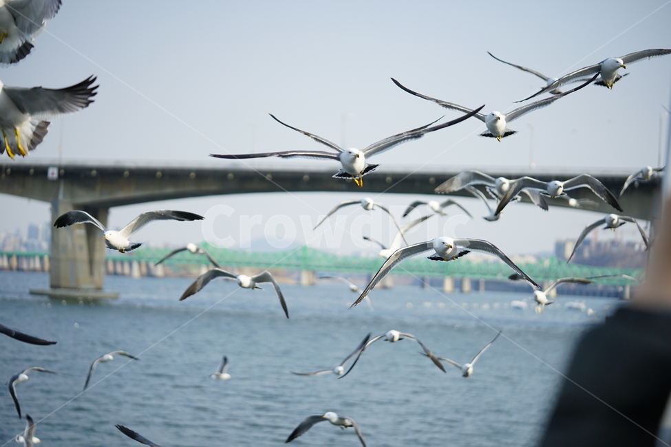 	갈매기,새,순간포착,동물,bird,비행,동물,animal,조류,새,birds