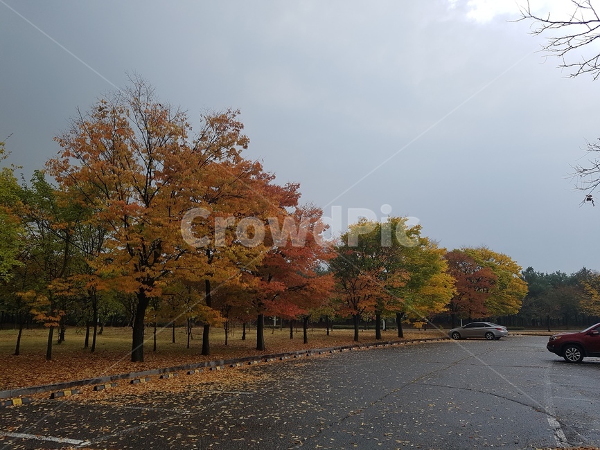 가을,낙옆,길,하늘,침묵,가을,계절,fall,autumn,season,tree,나무,plant,식물