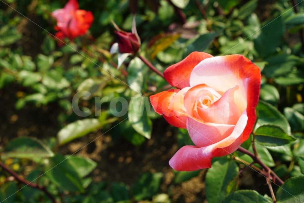 꽃시장,장미,붉은꽃,빨간꽃,꽃,배경화면,바탕화면,울산,울산대공원,울산축제,장미축제,rose,redsore,flower,redflower,flowermarket,wallpaper,식물,자연,plants,nature,꽃,flower,색깔,색상,색채,색감,color sense,color sensitivity,feeling of color