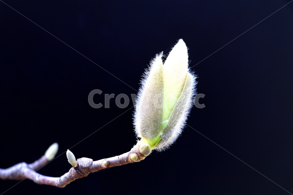 꽃,나무,식물,봄,계절,봄,계절,spring,season,식물,자연,plants,nature,꽃,flower,blossom,sprout,새싹,bud,싹,plant