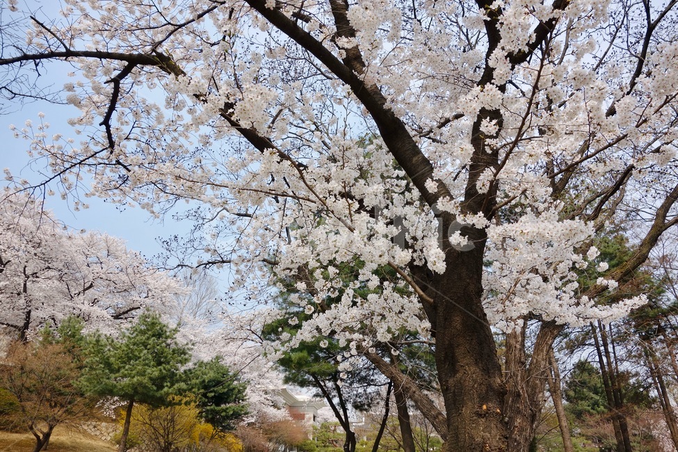 벚꽃,벚꽃가지,벚꽃나무,꽃놀이,봄,꽃,꽃잎,감성,설레임,청순,식물,plant,blossom,flower,cherryblossom,spring,현충원