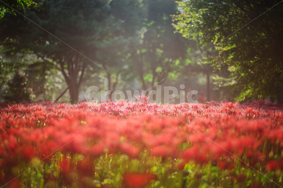 상사화,꽃무릇,일출,아침햇살,빛내림,불갑사,자연,풍경,nature,landscape,plant,식물,blossom,꽃,petal,꽃잎,flower