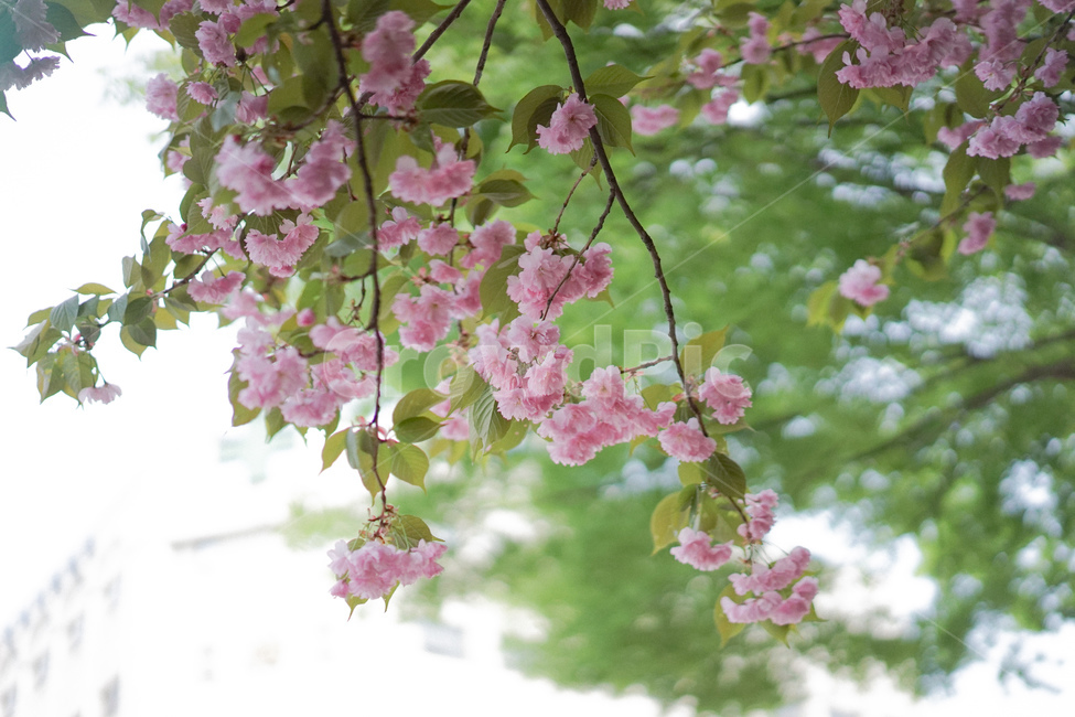 겹벚꽃,벚꽃,사쿠라,봄꽃,분홍꽃,spring,봄,계절,spring,season,식물,자연,plants,nature,꽃,flower,plant,blossom,cherry blossom