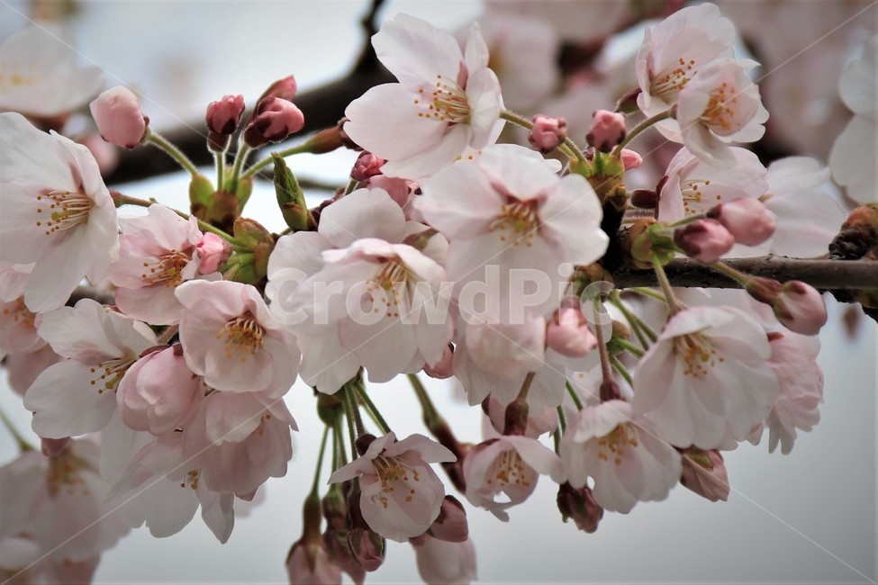 plant,flower,cherryblossom,blossom,꽃,벚꽃,식물,자연,식물,자연,plants,nature,꽃,flower