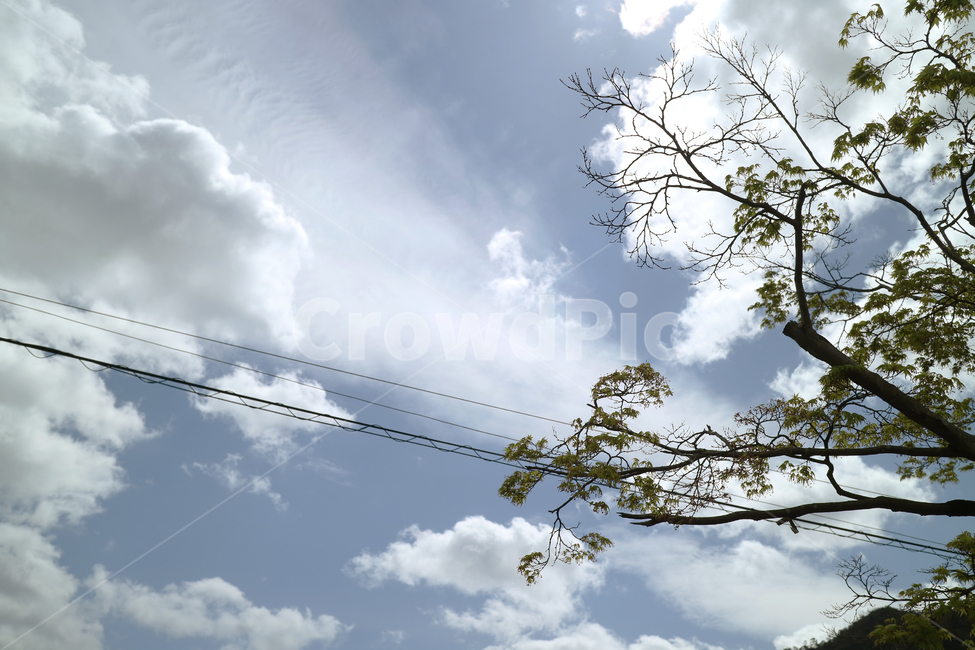 하늘,구름,햇살,나무,날씨,힐링,sky,cloud,sun,sunshine,tree,healing,weather