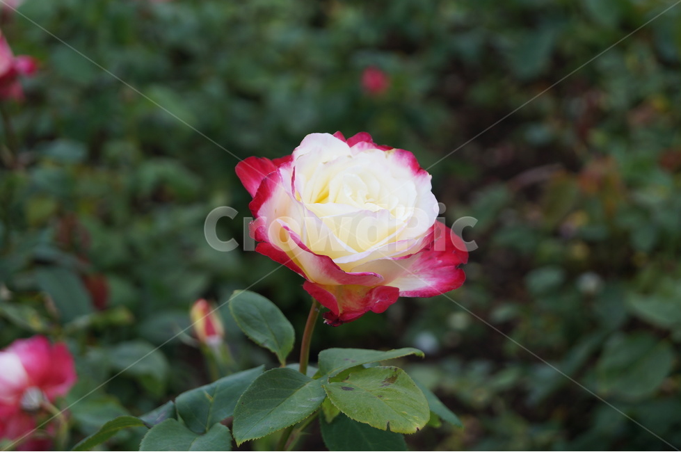 장미,로즈,rose,식물,꽃,flower,복색장미,두가지색장미,흰장미,식물,자연,plants,nature,꽃,flower