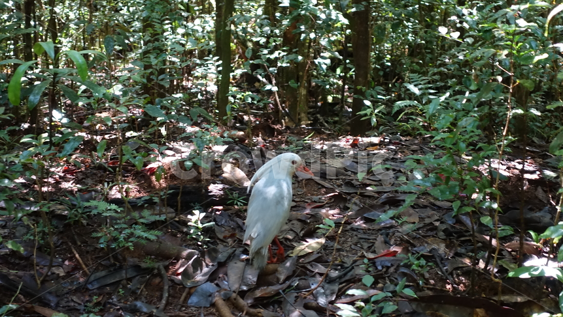 자연,nature,animal,동물,bird,새,카구,희귀종,흰새,forest,숲,멸종위기종,블루리버파크,뉴칼레도니아,국립공원