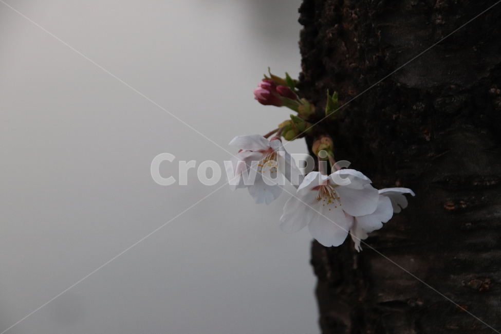 꽃,벚꽃,꽃나무,자연,풍경,봄,계절,spring,season,식물,자연,plants,nature,꽃,flower,plant,blossom