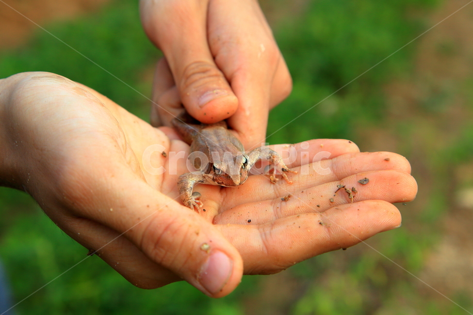 개구리,자연,동물,양서류,토종개구리,동물,animal,파충류,양서류,reptile,amphibian