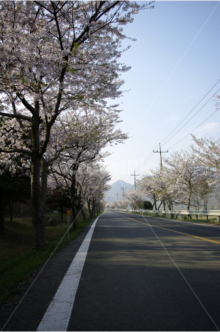 벚꽃,벚꽃길,꽃,봄,봄날,봄풍경,봄꽃,감성,spring,flower,분홍색,진도,남해,island,봄길,산책,봄나들이,봄,계절,spring,season,자연,풍경,nature,landscape,교통,교통수단,traffic,transportation,asphalt,아스팔트,road,도로,highway,고속도로,freeway,고속 도로