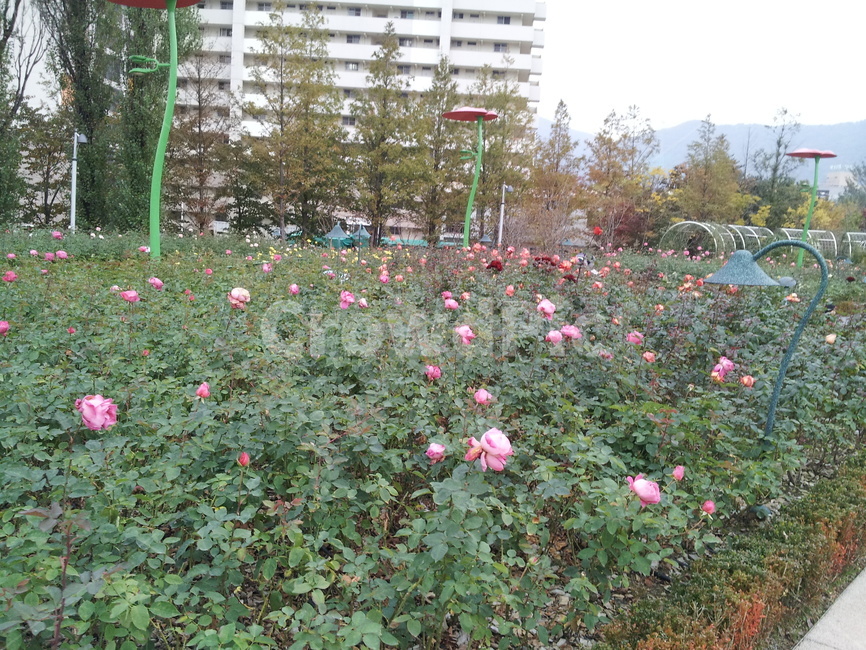 분홍색꽃,분홍색장미,핑크장미,핑크,장미꽃,장미,pinkroses,pink,rosebeds,꽃