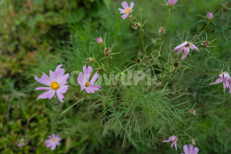 꽃,flower,식물,botanical,nature