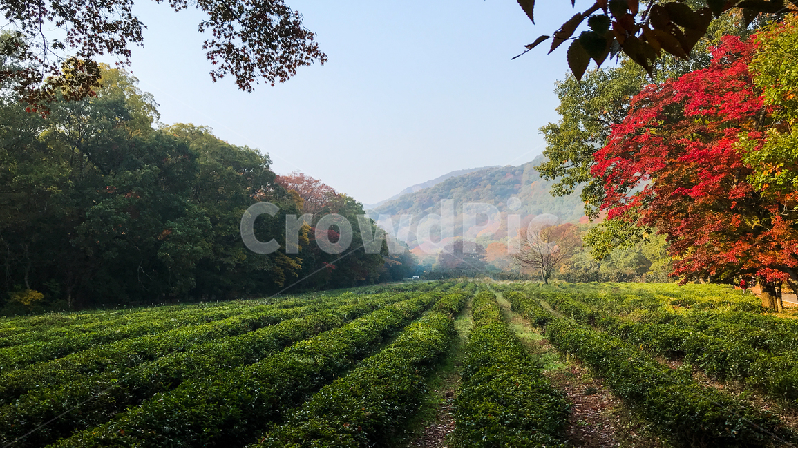 가을,단풍,아침,차밭,낙엽,붉은색,붉은단풍,가을,계절,fall,autumn,season,자연,풍경,nature,landscape,한국자연풍경,한국자연경관,korea nature landscape,outdoors,옥외