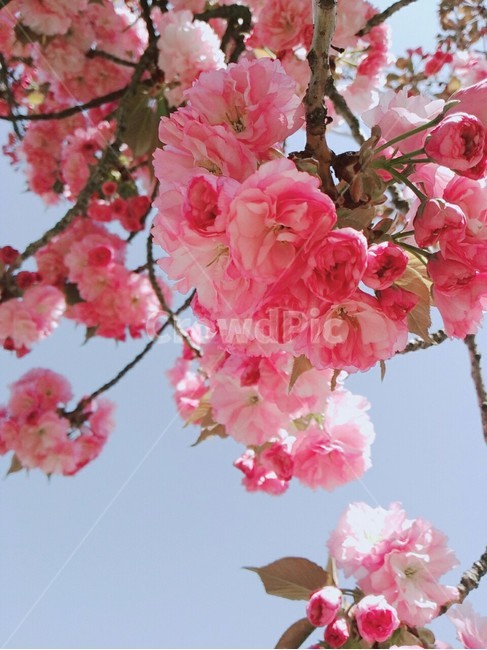 plant,꽃,벚꽃,겹벚꽃,flower,봄,계절,spring,season,식물,자연,plants,nature,꽃,flower,blossom,cherry blossom