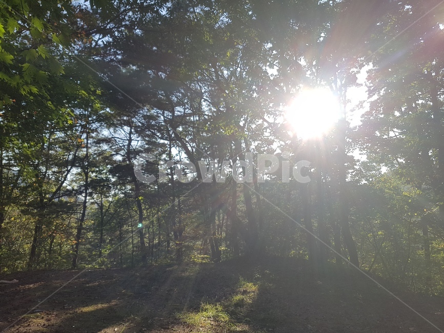 햇살,산,햇빛,초록빛,자연,숲