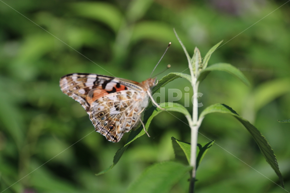 나비,자연,곤충,insect,식물,butterfly,풀,꽃,동물