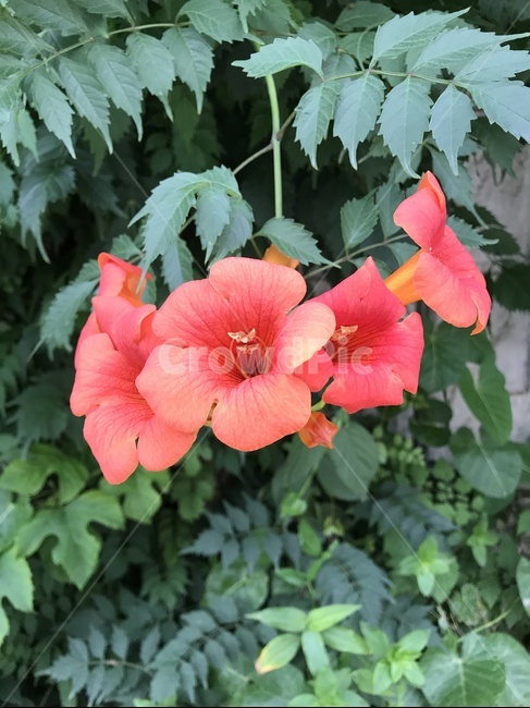 판매,꽃,여름,식물,플라워,우리나라꽃,식물,자연,plants,nature,꽃,flower