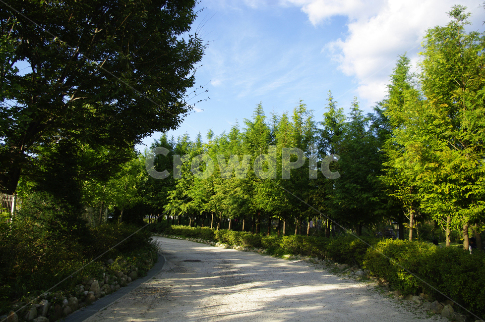 식물,plant,나무,하늘,구름,풍경,자연,풍경,nature,landscape,road,도로,tree,fir,전나무,asphalt,아스팔트