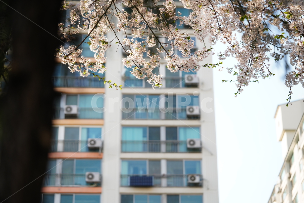 꽃,플라워,벚꽃,식물,생물,생명,계절,flower,화이트,흰색