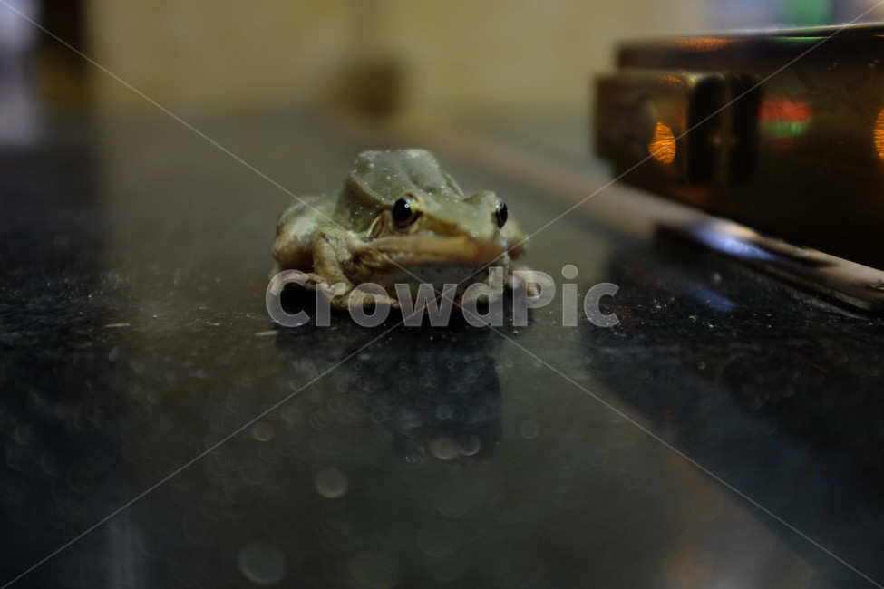 개구리,동물,nature,animal,frog,동물,animal,파충류,양서류,reptile,amphibian