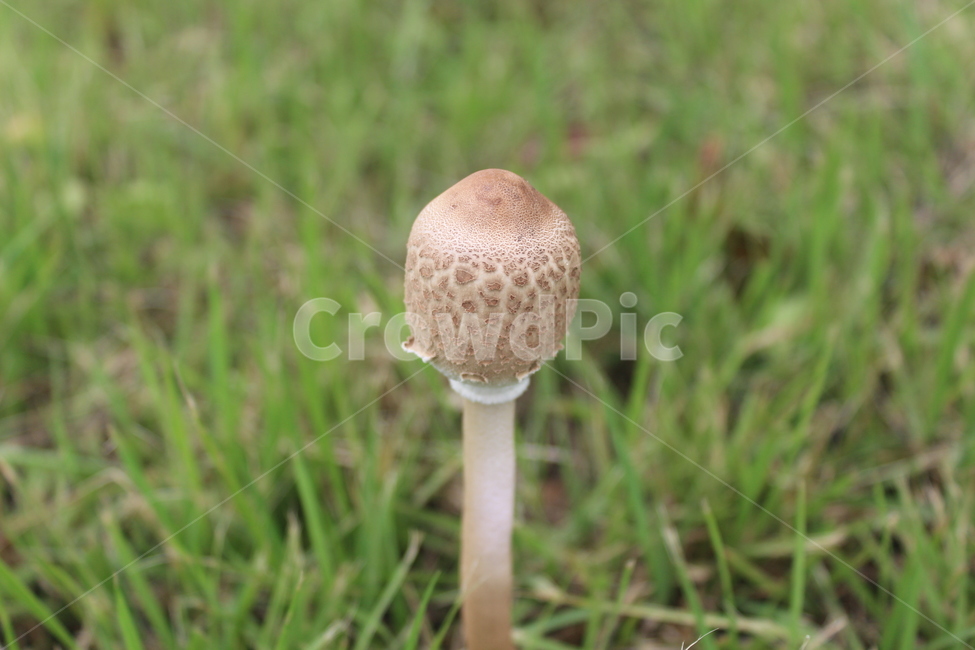 plant,식물,버섯,mushroom,진균류,식물,자연,plants,nature,버섯,mushroom