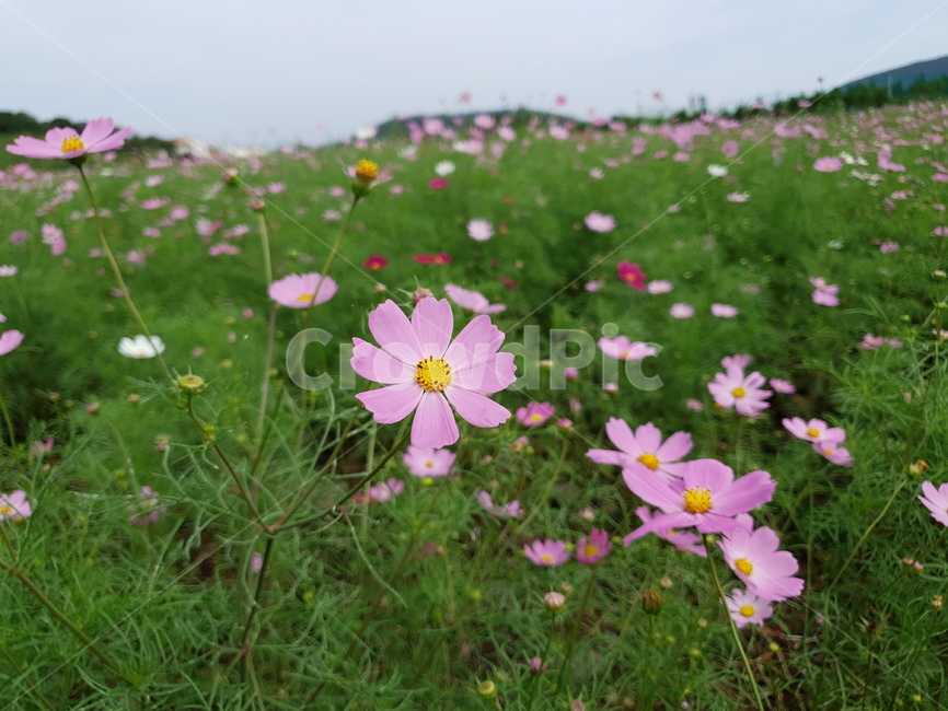코스모스,꽃,가을꽃,들판,자연,식물,자연,plants,nature,꽃,flower