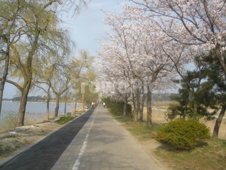 벚꽃,강릉,호수,봄,꽃,축제