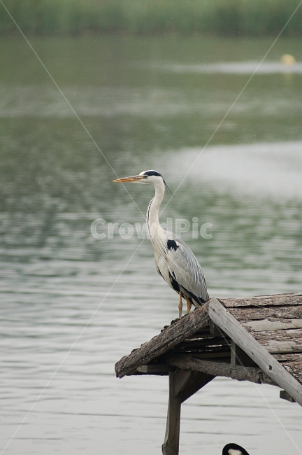 새,조류,왜가리,자연,동물,야생,animal,bird,nature,동물,animal,조류,새,birds