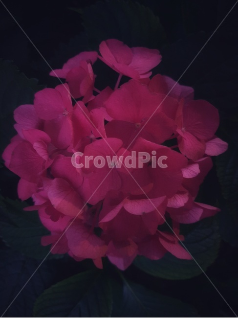 꽃,plant,식물,flower,수국