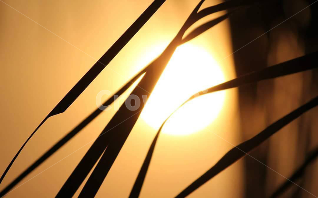 sunlight,햇빛,flare,light,outdoors,빛,식물,자연,plants,nature
