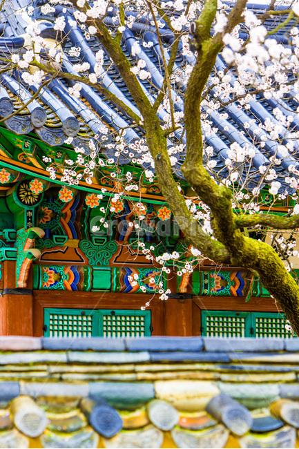 고궁,문화유산,벚꽃,봄,담장,기와,봄,계절,spring,season,한국전통,한국문화,korean traditional,korean culture,식물,자연,plants,nature,나무,trees,wood,건축물,건물외관,exterior,building,structure,architecture,construction