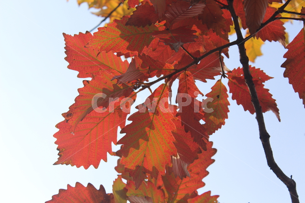 leaf,잎,plant,식물,단풍,가을,계절,fall,autumn,season