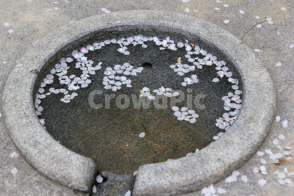봄,꽃,벚꽃,꽃잎,낙화,spring,flower,봄,계절,spring,season,꽃,flower,drain,배수