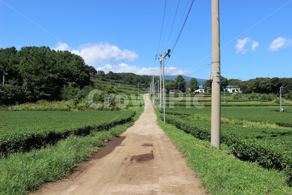 제주도,녹차,녹차밭,아름다운길,숲,시골,마을,풍경,landscape,country,rural,town