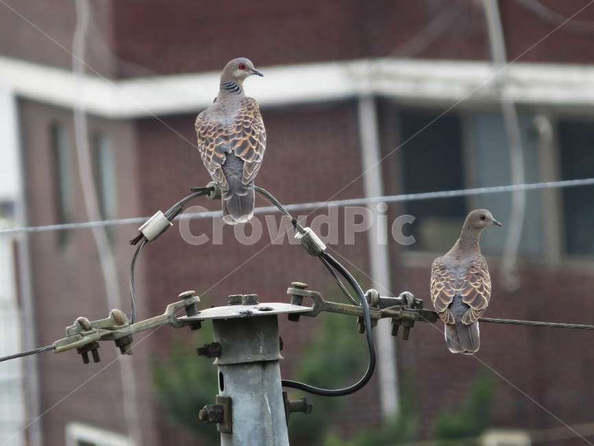 비둘기,멧비둘기,산비둘기,조류,새,동물,전선,전봇대,bird,dove,pigeon,birds,animal,동물,animal,조류,새,birds