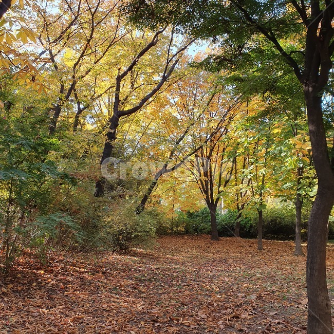 ground,바닥,plant,식물,tree,treetrunk,나무줄기,자연,나무,단풍,낙엽,가을길,가을,숲,숲길,산,감성,자연,풍경,nature,landscape