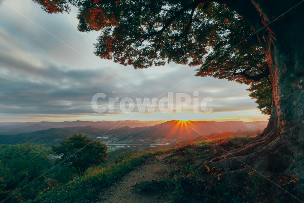 cloud,natural scenery,sunset,sight,tree,evening sky,love tree