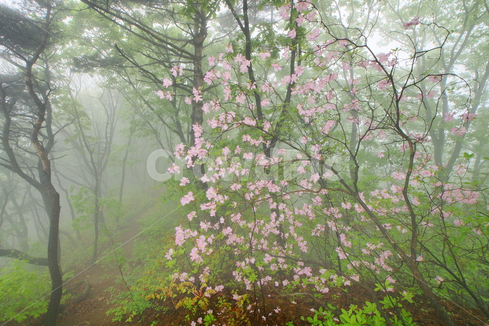 식장산,대전관광,철쭉봄,풍경,산,봄,계절,spring,season,자연,풍경,nature,landscape,plant,식물