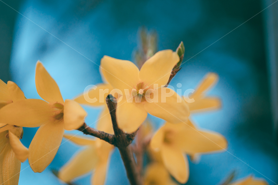 꽃,flower,식물,야생화,개나리,식물,자연,plants,nature