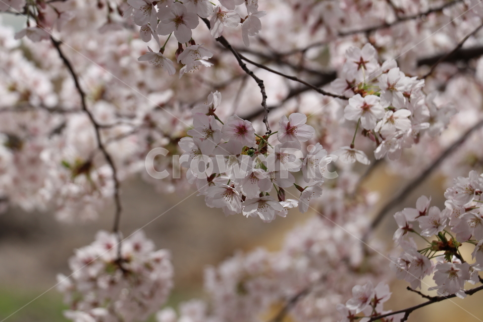 봄,벚꽃,꽃,자연,식물,봄,계절,spring,season,식물,자연,plants,nature,꽃,flower,plant,blossom