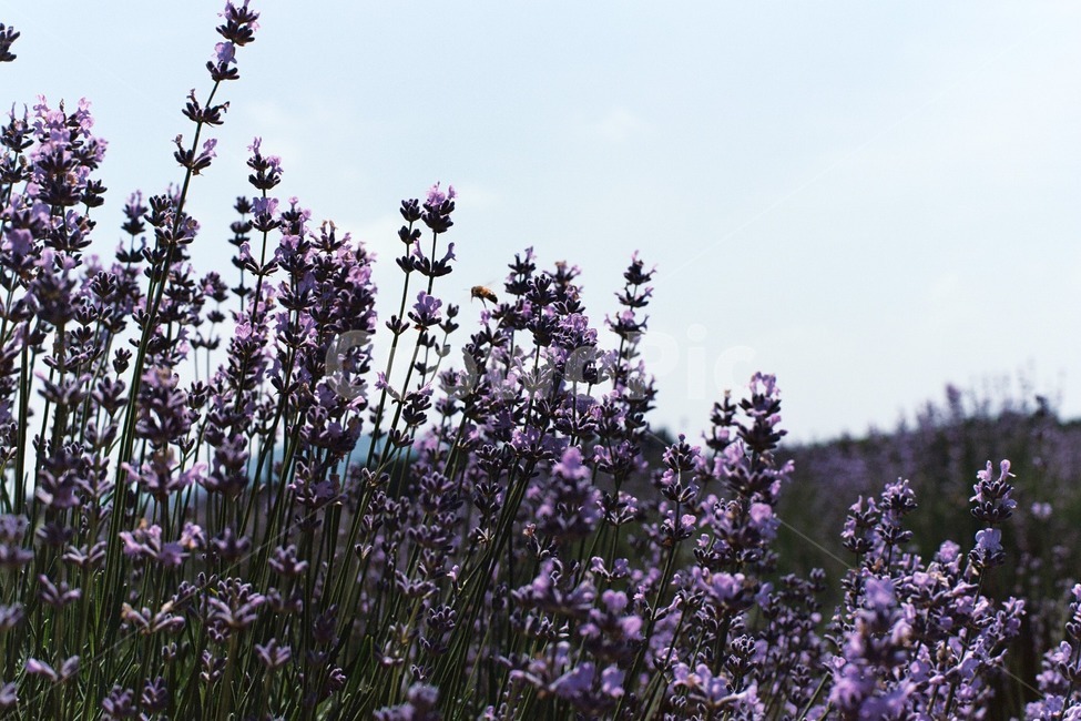 라벤더,꽃,보라색,향기,봄,식물,자연,plants,nature,꽃,flower