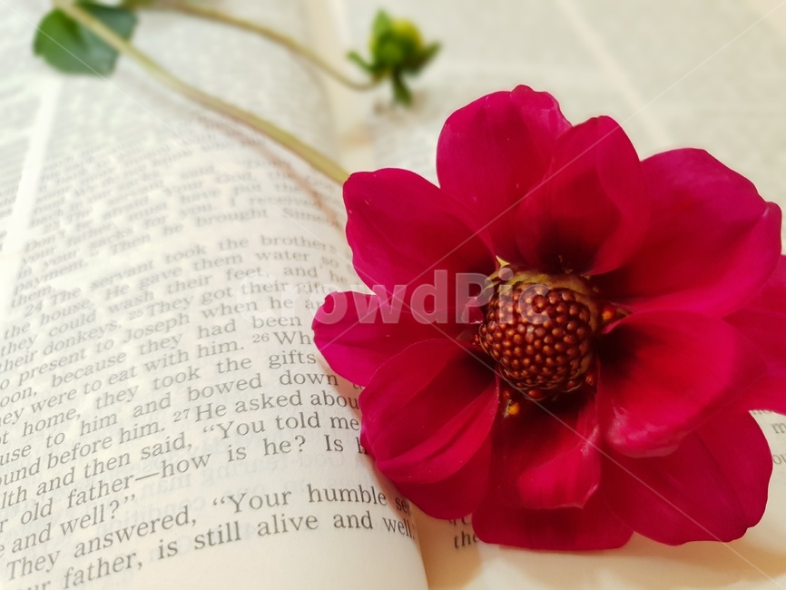 초록,책,성경책,영문,다알리아꽃,자연,내추럴,식물,빨간색,꽃,감성,꽃,flower