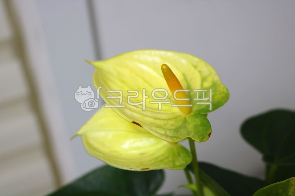 Cheonnam and,nature,air purifying plants,leaf,Anthurium flower,ornamental,foliage plant,flower,Anthurium,petal,leaves,plant,tropical plants