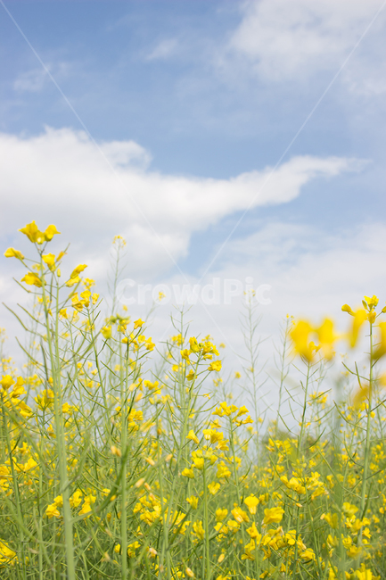 유채,유채꽃,봄꽃,꽃,노란꽃,풍경,자연,nature,식물,자연,plants,nature,꽃,flower