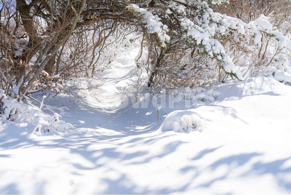 눈,설경,겨울,싸늘함,추위,snow,겨울,계절,winter,season