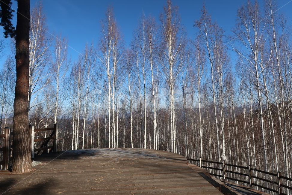 자작나무,자작나무숲,숲,나무,겨울나무,겨울숲,겨울자작나무,겨울,계절,winter,season