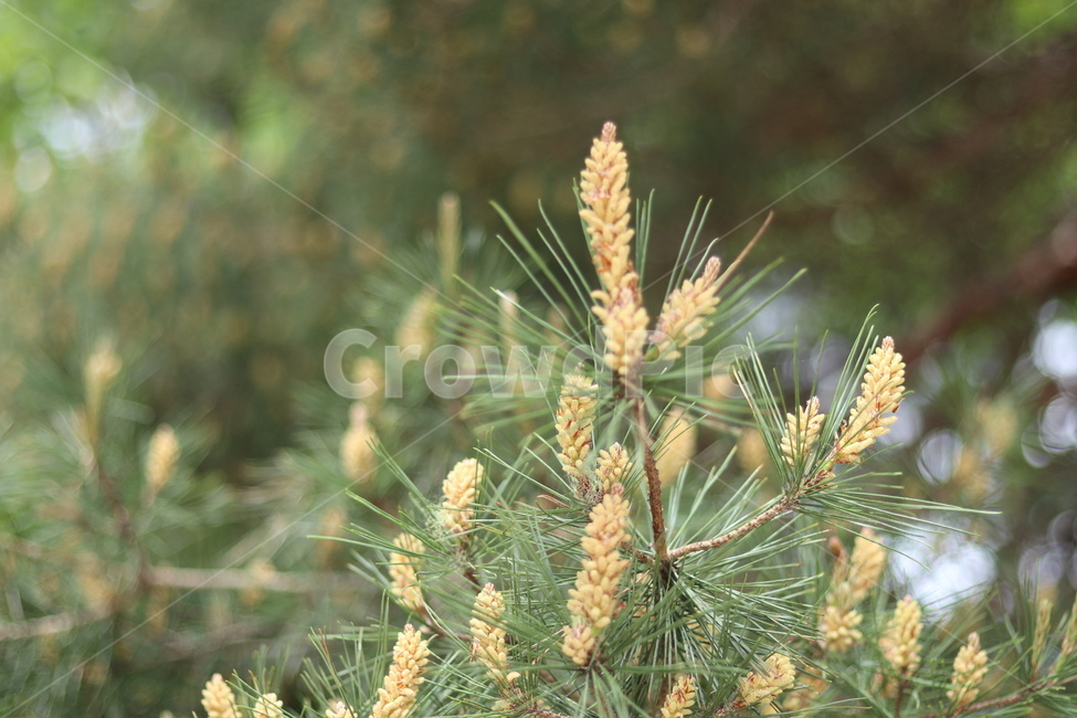 소나무,송진,봄,맑음,초록,식물,자연,plants,nature,꽃,flower