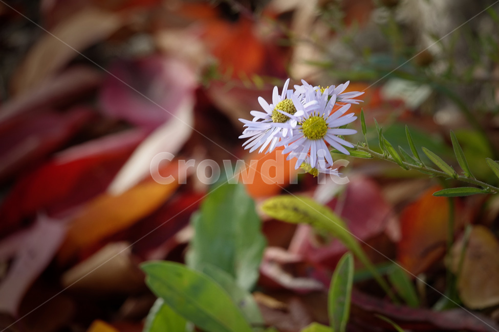 식물,꽃,국화,plant,야생화,가을,크로우즈업,식물,자연,plants,nature,꽃,flower