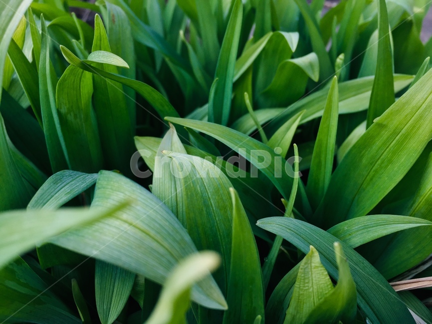 풀,식물,자연,녹색,풀잎,봄,싱그러움,식물,자연,plants,nature