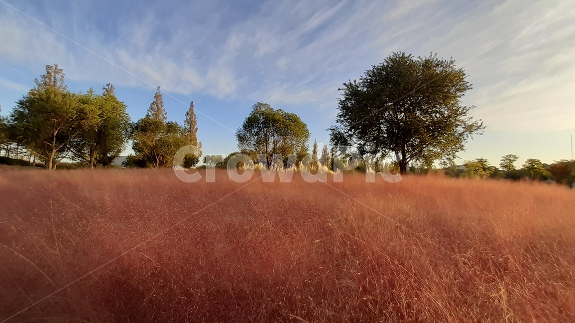 핑크뮬리,순천만국가정원,가을하늘,구름,풍경,가을,계절,fall,autumn,season,nature,자연,savanna,대초원,field,들,outdoors,옥외,grassland,목초지
